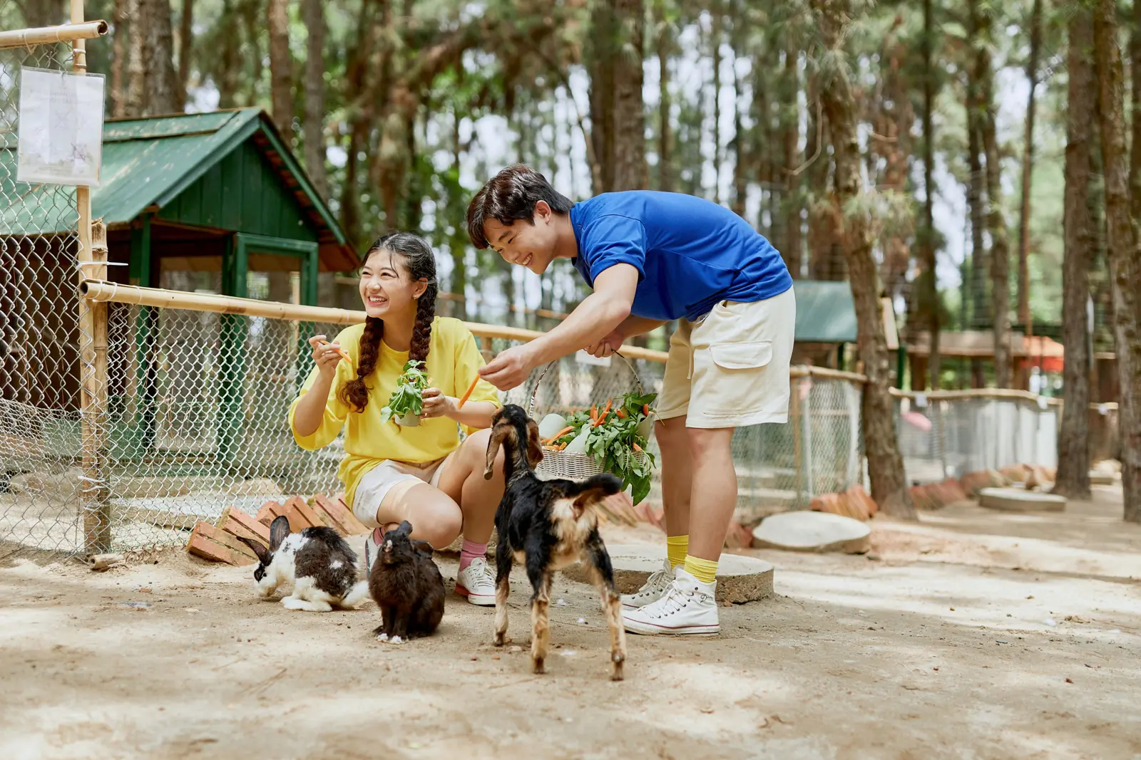 Hai người trẻ cho dê và thỏ ăn rau dưới rừng thông ở vườn thú Hohoo Zoo, Flamingo Đại Lải
