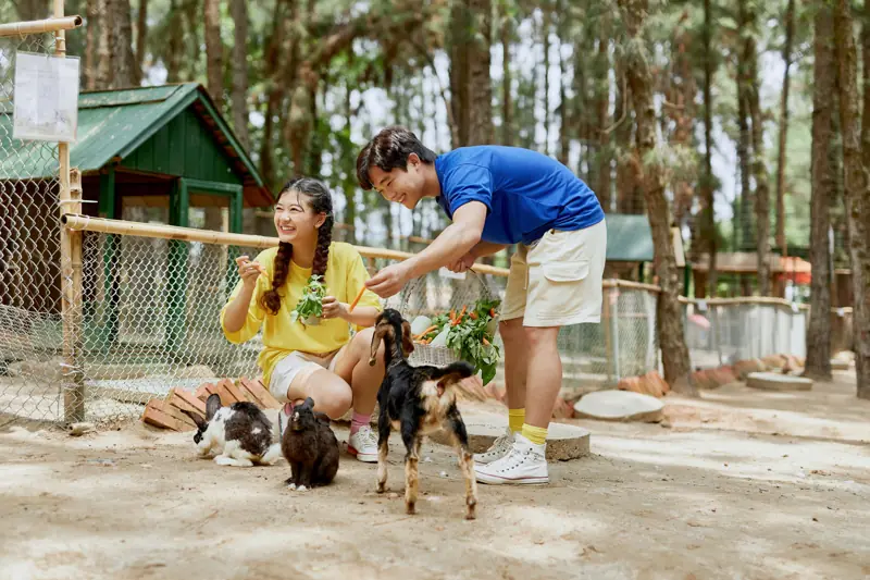 Cho dê, thỏ ăn ở Hohoo Zoo, Flamingo Đại Lải