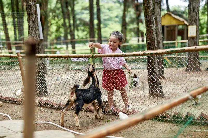 Bé gái cầm lá cho chú dê đen ăn qua hàng rào trong vườn thú Hohoo Zoo dưới tán thông