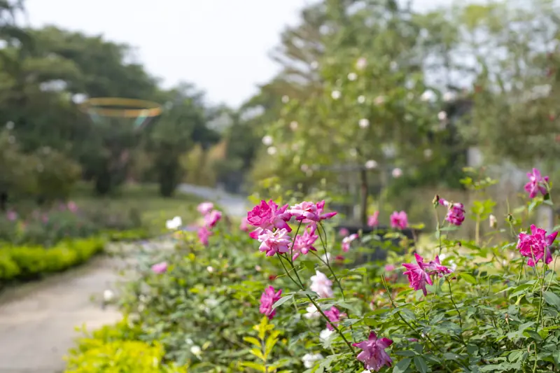 Luống hồng hồng thắm và trắng nở dọc lối đi lát đá trong Vườn hồng của Xuyến